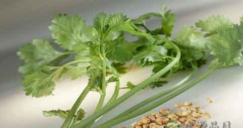 芫荽的营养价值_吃芫荽的好处