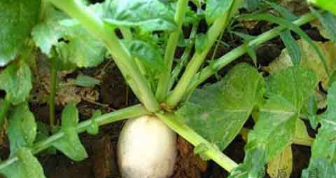 萝卜樱的吃法_哪些人不能吃萝卜樱