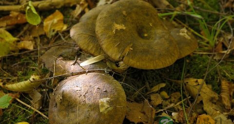 新鲜茶树菇怎么保存