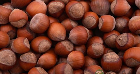 生板栗的功效与作用