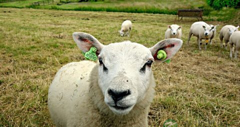 羊脑的营养价值_吃羊脑的好处