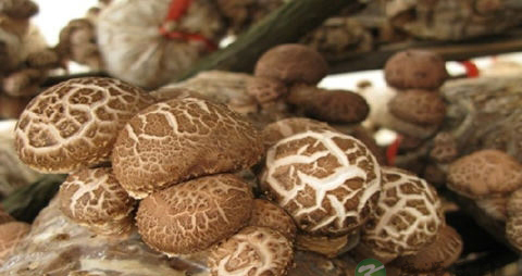 花菇的营养价值_吃花菇的好处