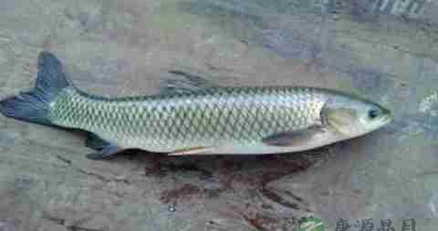 草鱼的营养价值_吃草鱼的好处