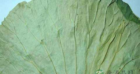 干荷叶和冬瓜皮怎么泡水喝 干荷叶和冬瓜皮怎么泡水喝