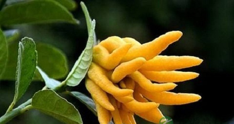 佛手柑的吃法_哪些人不能吃佛手柑