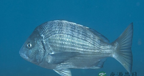 黑鲷的营养价值_吃黑鲷的好处 黑鲷的营养价值_吃黑鲷的好处