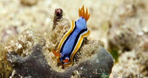 海兔鱼的吃法_哪些人不能吃海兔鱼