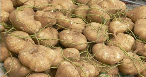 豆薯的吃法_哪些人不能吃豆薯