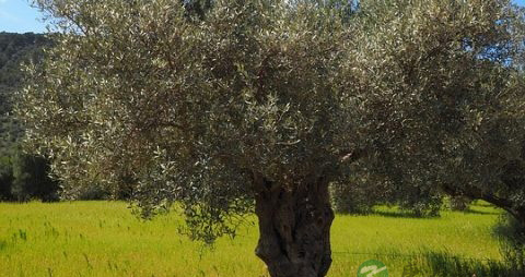 橄榄能泡酒吗 橄榄能泡酒吗