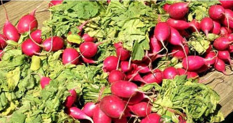 甜菜的营养价值_吃甜菜的好处