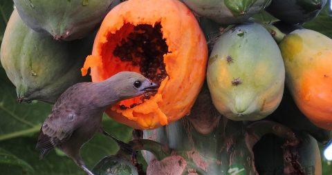 木瓜和什么煲汤丰胸 木瓜和什么煲汤丰胸