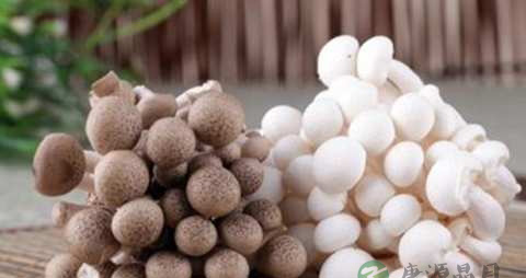 真姬菇的营养价值_吃真姬菇的好处 真姬菇的营养价值_吃真姬菇的好处