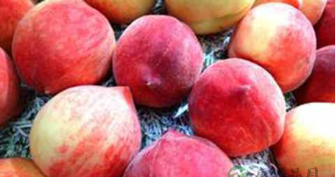 桃子中间发苦是怎么回事