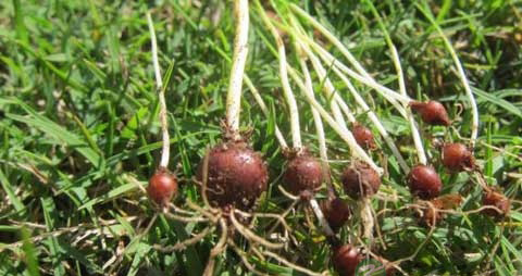 藠头的营养价值_吃藠头的好处