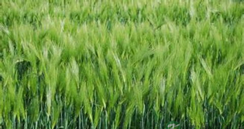 青稞的营养价值_吃青稞的好处