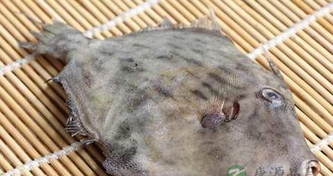 马面鱼的营养价值_吃马面鱼的好处