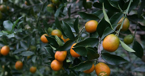 金橘的营养价值_吃金橘的好处