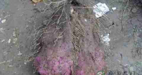 脚板薯的营养价值_吃脚板薯的好处