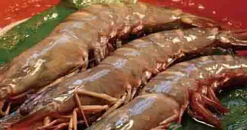 东方对虾的营养价值_吃东方对虾的好处 东方对虾的营养价值_吃东方对虾的好处