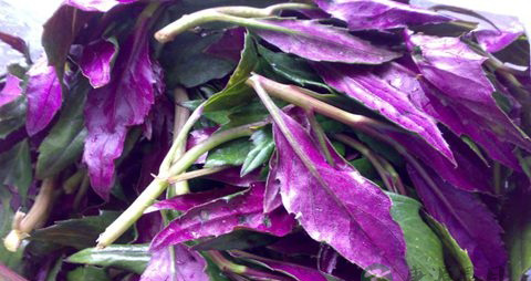 观音菜的吃法_哪些人不能吃观音菜