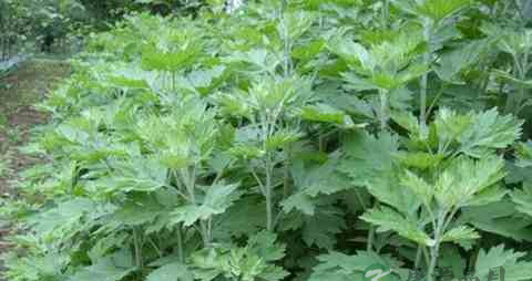 艾草的吃法_哪些人不能吃艾草