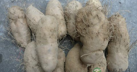 毛薯的营养价值_吃毛薯的好处