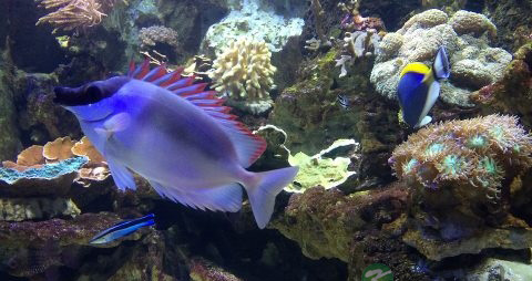 小嘴鱼的营养价值_吃小嘴鱼的好处