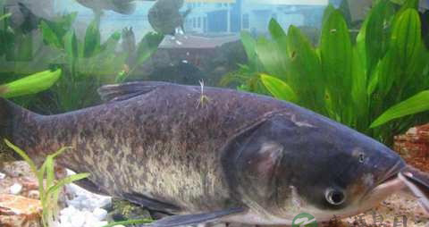 花鲢鱼的营养价值_吃花鲢鱼的好处