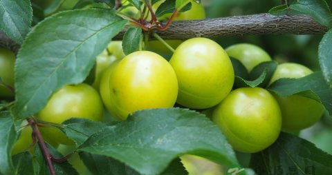 空腹吃李子好吗