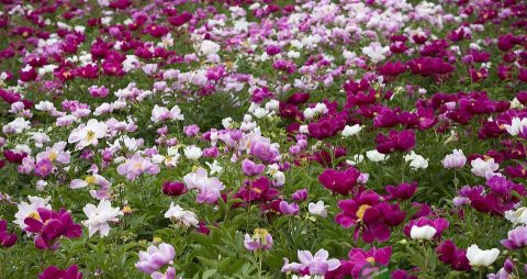 牡丹花的吃法_哪些人不能吃牡丹花