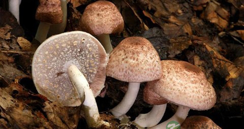 姬松茸的营养价值_吃姬松茸的好处