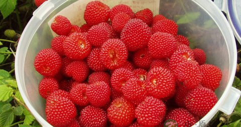 山莓的营养价值_吃山莓的好处