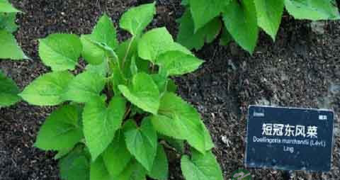 东风菜的营养价值_吃东风菜的好处 东风菜的营养价值_吃东风菜的好处