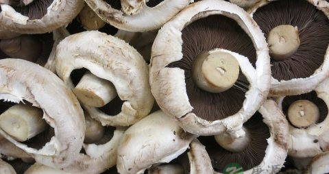 新鲜茶树菇怎么保存