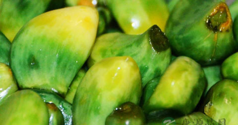 腊八蒜怕冻吗 腊八蒜怕冻吗