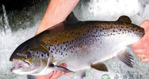 红鳟鱼的营养价值_吃红鳟鱼的好处 红鳟鱼的营养价值_吃红鳟鱼的好处