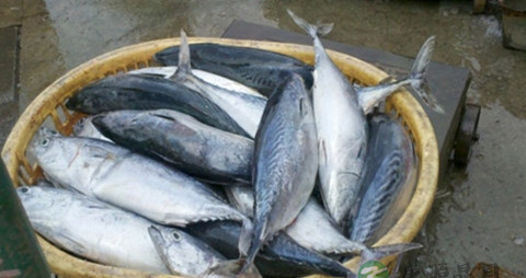 鲣鱼的吃法_哪些人不能吃鲣鱼 鲣鱼的吃法_哪些人不能吃鲣鱼