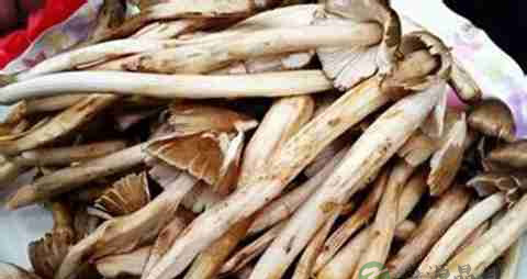 荔枝菌的营养价值_吃荔枝菌的好处