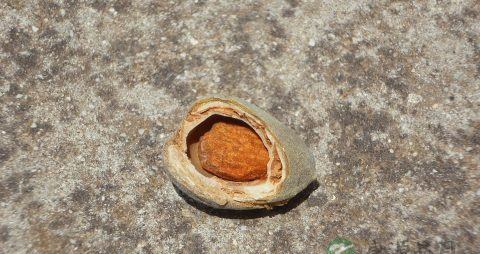 北杏仁的营养价值_吃北杏仁的好处