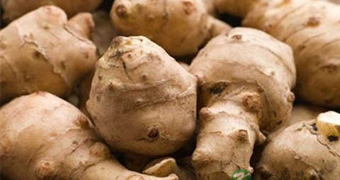 菊芋的营养价值_吃菊芋的好处 菊芋的营养价值_吃菊芋的好处