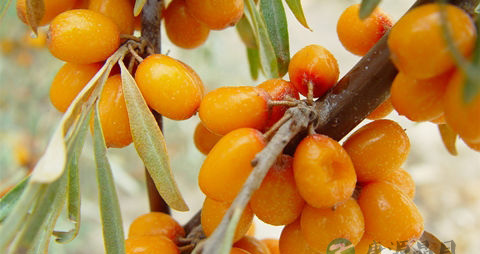 沙棘的吃法_哪些人不能吃沙棘