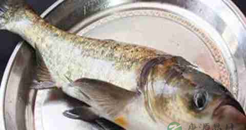 花鲢鱼的吃法_哪些人不能吃花鲢鱼
