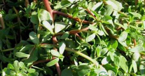 鲜马齿苋怎么保存