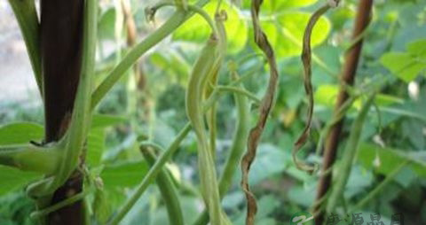 菜豆的营养价值_吃菜豆的好处