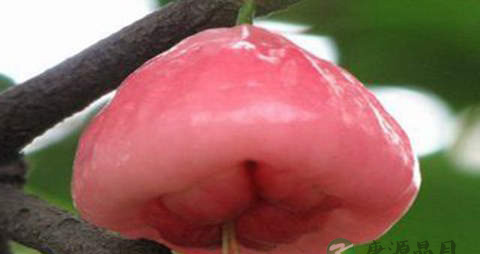 甜蒲桃的营养价值_吃甜蒲桃的好处