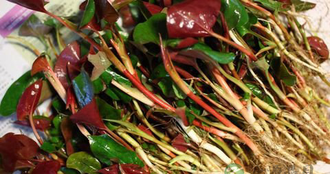 鱼腥草可以生吃吗