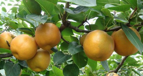 鸭梨的营养价值_吃鸭梨的好处