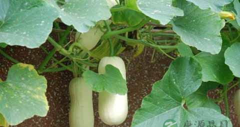 笋瓜的营养价值_吃笋瓜的好处