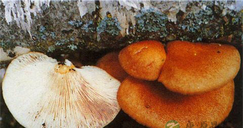 元蘑的营养价值_吃元蘑的好处