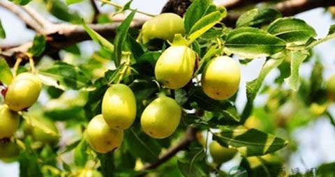 野山枣的吃法_哪些人不能吃野山枣